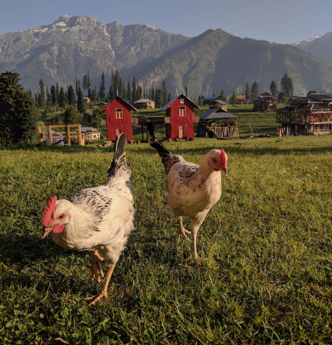 Chickens standing in a grassy field, pecking at the ground.
