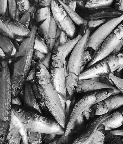 A pile of gray fish