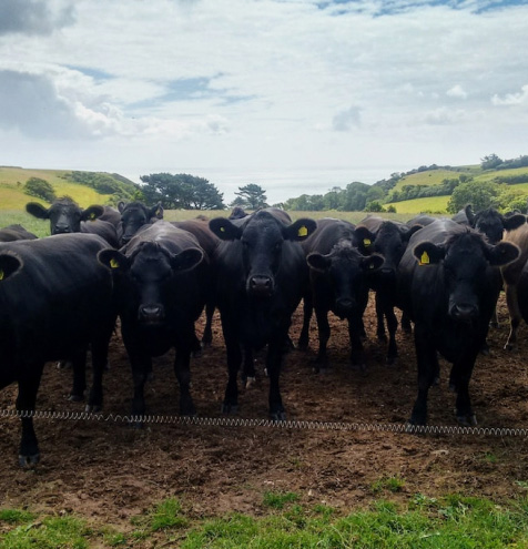 A group of black cows standing in a grassy field.