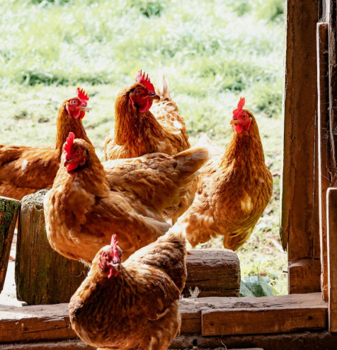 A group of hens pecking at the ground in a farmyard.